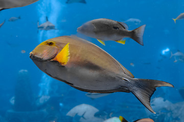Eyestripe surgeonfish (Acanthurus xanthopterus) or yellowfin surgeonfish (Acanthurus dussumieri ) in the aquarium Atlantis, Sanya city, Hainan, China.