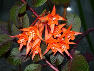 orange fuchsia
