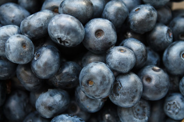 blueberries close-up. baby berries macro