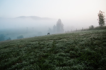 Polana z  wypasającym się koniem spowita poranną mgłą