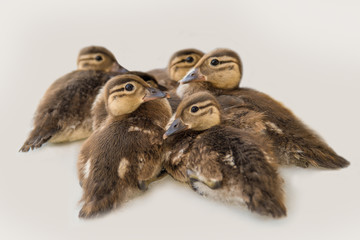 Fünf Entenküken kuscheln miteinander