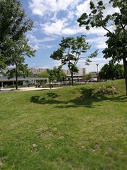 Obraz premium The landscape of Budapest's Bikás Park with the huge trees and hill