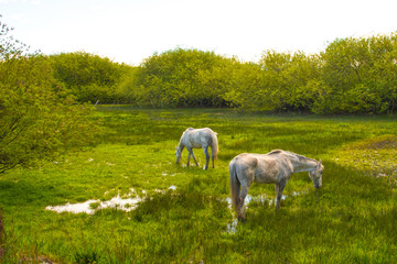 Obraz na płótnie Canvas Zwei grasende weiße Pferde auf grüner Wiese mit Wasserlachen.