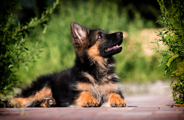 puppy lying on the lawn