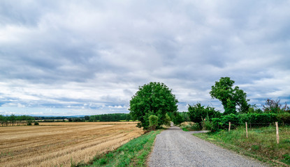 Fototapeta na wymiar petite route à la campagne au milieu des parcelles agricoles