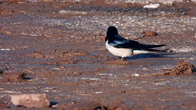 Rauchschwalbe&nbsp;(Hirundo rustica) sammelt Nestbaumaterial