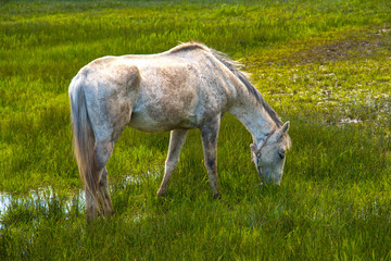 Naklejka na ściany i meble Weißes grasendes Pferd auf grüner Wiese mit Wasserlachen.