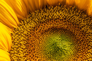 sunflower close up