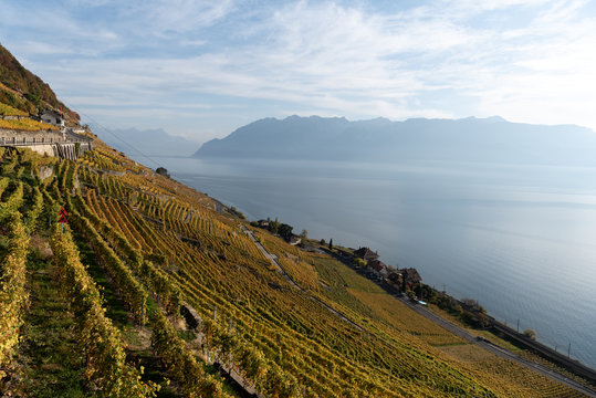 Lavaux