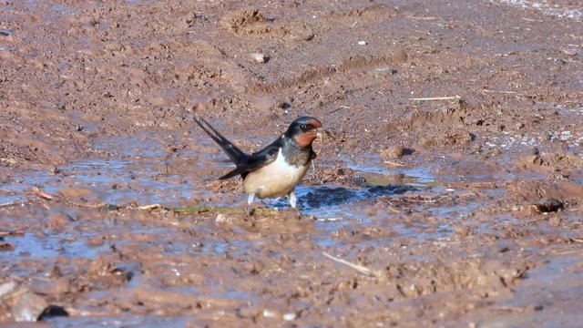 Rauchschwalbe&nbsp;(Hirundo rustica) sammelt Nestbaumaterial