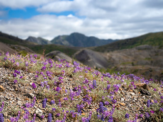Obraz premium Volcano Mountain Landscape with Wildflowers and Blue Sky