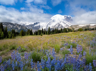 Volcano Mountain Landscape with Wildflowers and Blue Sky
