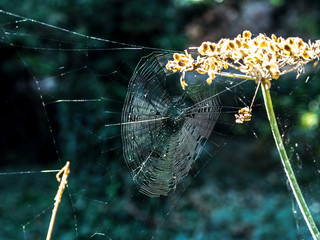 SPIDERS WEB IN THE SUNSHINE
