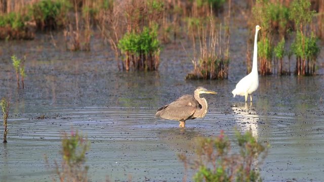 Great Blue Heron, Ardea herodias, flies into marsh quickly another flies away to go after it