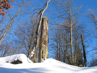 Bäume im Winter mit Schnee vor blauem Himmel, Kahler Asten