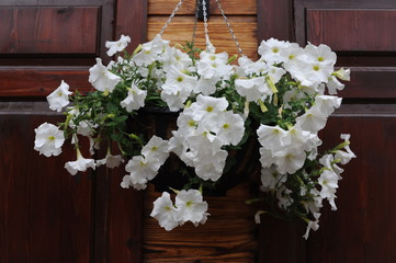 White petunia flowers blooming on a wooden wall