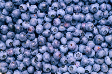 Fototapeta na wymiar Lots of blueberries. Mid-summer is harvest time for highbush blueberry (Vaccinium corymbosum L.)