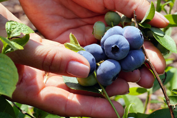 Blueberry with huge fruits of the Darrow variety. A bunch of fruit in a woman's hand.