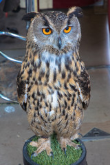 View of a Long-eared Owl, Worcestershire, UK