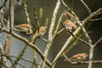House Sparrow Passer domesticus Perched on Tree Branch Fene Galicia