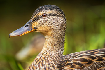 Mallard Head Close Up Blurred Background Fene Galicia