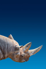 Cover page with portrait of huge African rhino with a big horn at blue gradient background aka blue sky in Africa with copy space for text