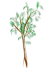 green tree isolated on white