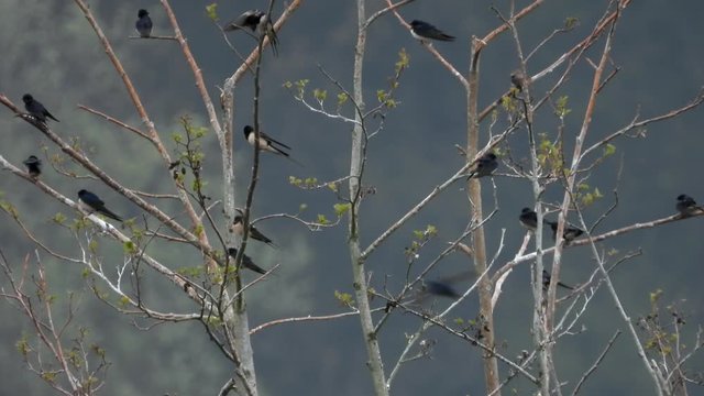 Rauchschwalben&nbsp;(Hirundo rustica) sammeln sich