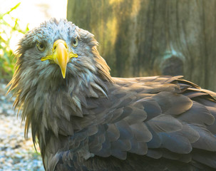 Portrait of a brown eagle's head with a yellow beak