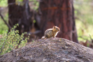 chipmunk on a rock