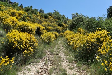Pesche - Sentiero tra le ginestre