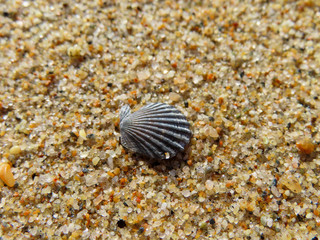 shell on the sand