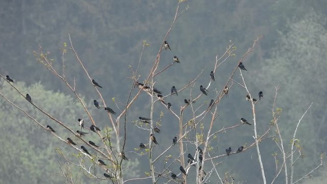 Rauchschwalben&nbsp;(Hirundo rustica) sammeln sich