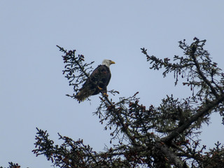 bald eagle in a tree