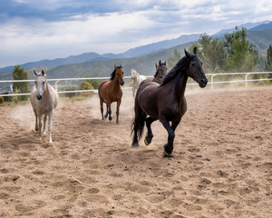 horse and foal
