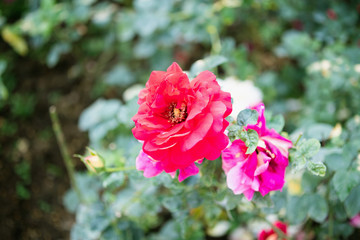 Beautiful red roses flower in the garden