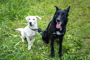 Portrait of a white and black dog on the grass in the park. Two dogs sitting side by side