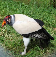 King vulture (Sarcoramphus papa) near Cajamarca, Peru