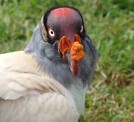 King vulture (Sarcoramphus papa) near Cajamarca, Peru