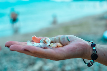 Seashells lie in the hands of a woman. Blurred marine background. Travel concept