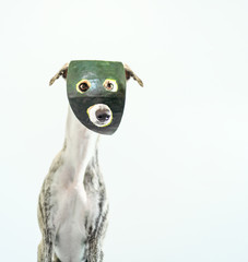 lustiges Portrait eines mit einer Wassermelonenmaske maskierten Whippet Hundes