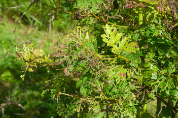 Diseases and parasites in garden plants