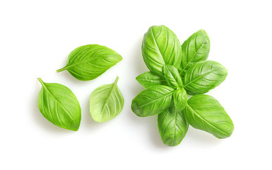 Fresh green basil leaves