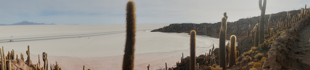 Pano of sun rise shot of captus and the Uyuni salar desert. South of Bolivia.