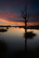 Sunset at national park Dwingelerdveld Drenthe Netherlands. Moor landscape. Peatfields.. Dedth tree.
