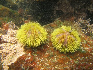 Green sea urchin (Lytechinus semituberculatus) on Foca Island, North Peru