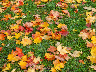 Autumn bright background. Colorful leaves on the green grass in the Park. Top View of dry autumn leaves. Autumn Leaves Background.