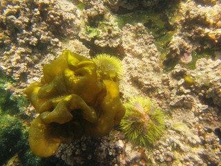 Green sea urchin (Lytechinus semituberculatus) on Foca Island, North Peru