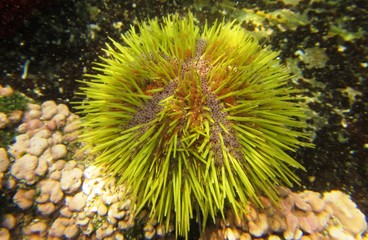 Green sea urchin (Lytechinus semituberculatus) on Foca Island, North Peru