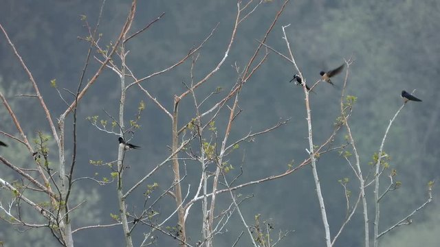 Rauchschwalben&nbsp;(Hirundo rustica) sammeln sich